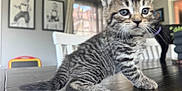 Stormy is registered to the contest to win money with this photo: animal, cat, closeup, cozy, curious, domestic, eyes, feline, fur, furniture, home, indoor, kitten, pet, portrait, tabby, whiskers, window, wooden_table, young