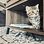 Stormy joined the competition — help win amazing prizes! animal, carpet, cat, curious, cute, domestic, eyes, feline, fur, home, indoor, kitten, living_room, pet, sitting, small, tabby, whiskers, wooden_shelf, young_animal