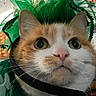 cat, orange_cat, white_cat, costume, green, whiskers, pink_nose, wide_eyes, pet, indoor, close_up, curious, festive, decorations, animal, feline, portrait, cute, domestic_cat, fluffy