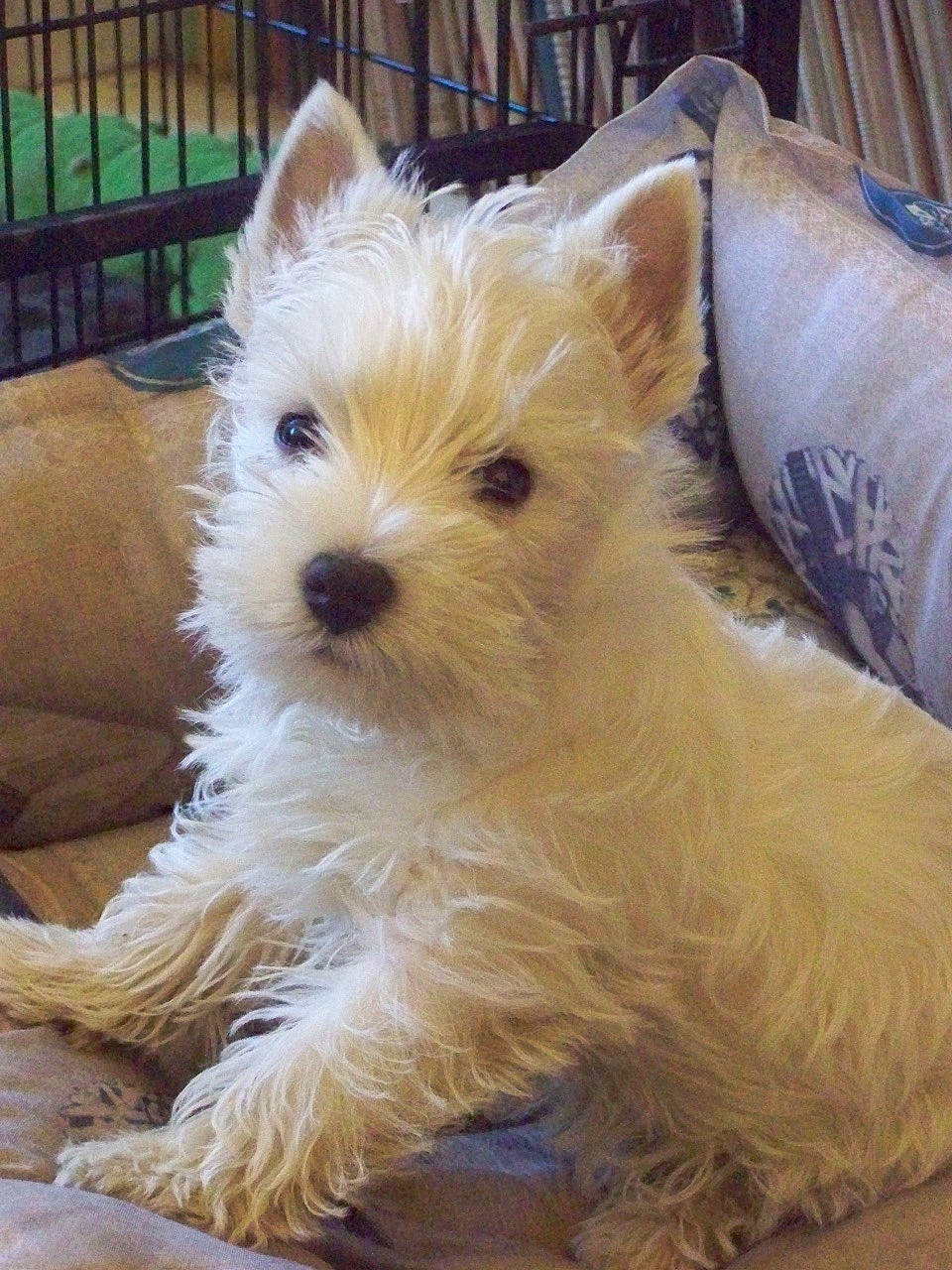 Ryo participe au concours pour gagner de l'argent avec cette photo : australian_terrier, biewer_terrier, cairn_terrier, canidae, carnivore, companion_dog, dog, dog_breed, english_white_terrier, glen_of_imaal_terrier, maltepoo, mammal, norwich_terrier, puppy, rare_breed_dog, small_terrier, sporting_lucas_terrier, terrier, vertebrate, west_highland_white_terrier