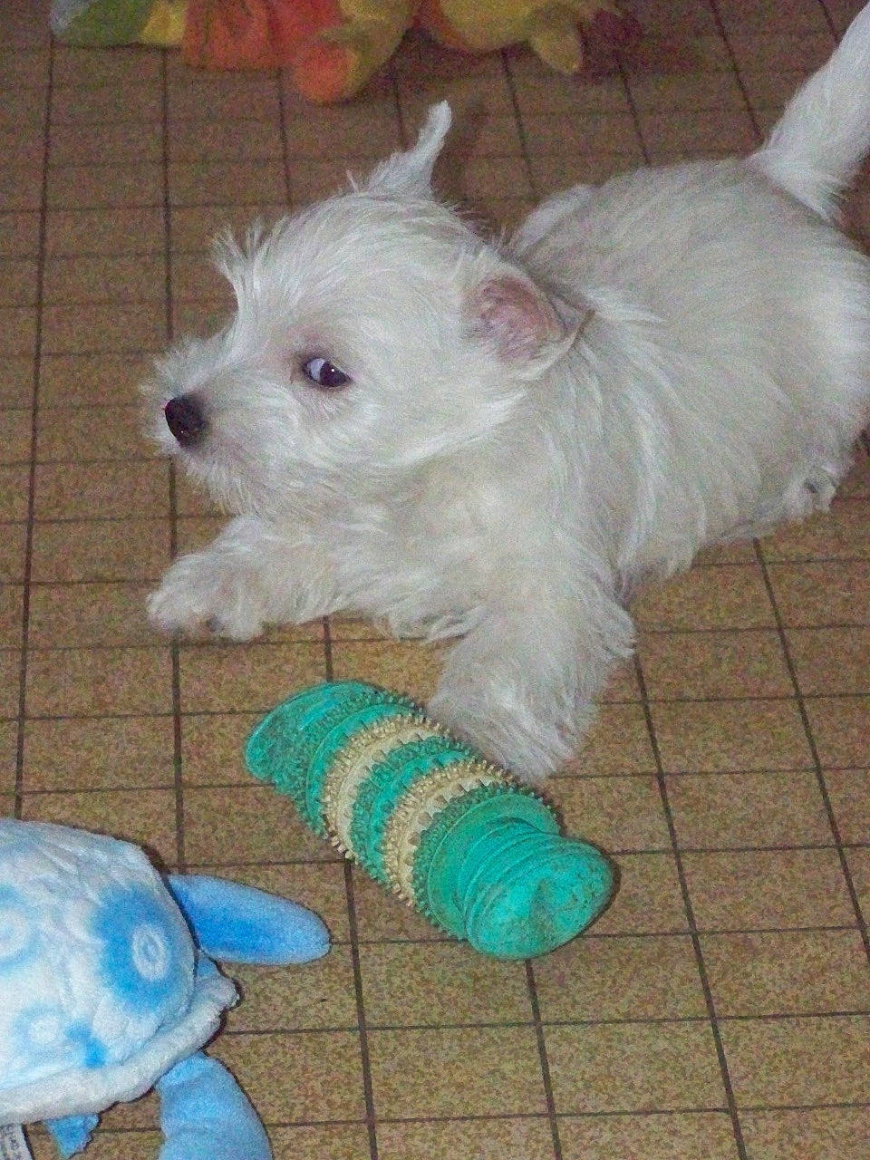 Ryo a rejoint le concours — aidez-le/la à gagner de superbes lots ! bolonka, canidae, carnivore, companion_dog, dog, dog_breed, maltepoo, maltese, mammal, non_sporting_group, puppy, rare_breed_dog, small_terrier, sporting_lucas_terrier, terrier, toy_dog, vertebrate, west_highland_white_terrier