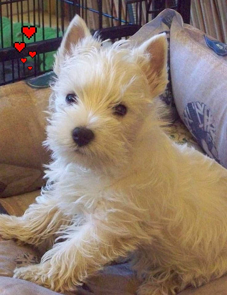 Ryo participe au concours pour gagner de l'argent avec cette photo : australian_terrier, biewer_terrier, cairn_terrier, canidae, carnivore, companion_dog, dog, dog_breed, english_white_terrier, glen_of_imaal_terrier, maltepoo, mammal, norwich_terrier, puppy, rare_breed_dog, small_terrier, sporting_lucas_terrier, terrier, vertebrate, west_highland_white_terrier