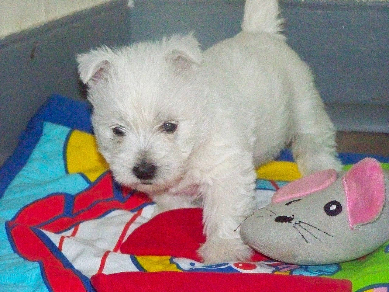 Praline a rejoint le concours — aidez-le/la à gagner de superbes lots ! canidae, carnivore, companion_dog, dog, dog_breed, maltepoo, maltese, mammal, puppy, rare_breed_dog, small_terrier, sporting_lucas_terrier, terrier, vertebrate, west_highland_white_terrier