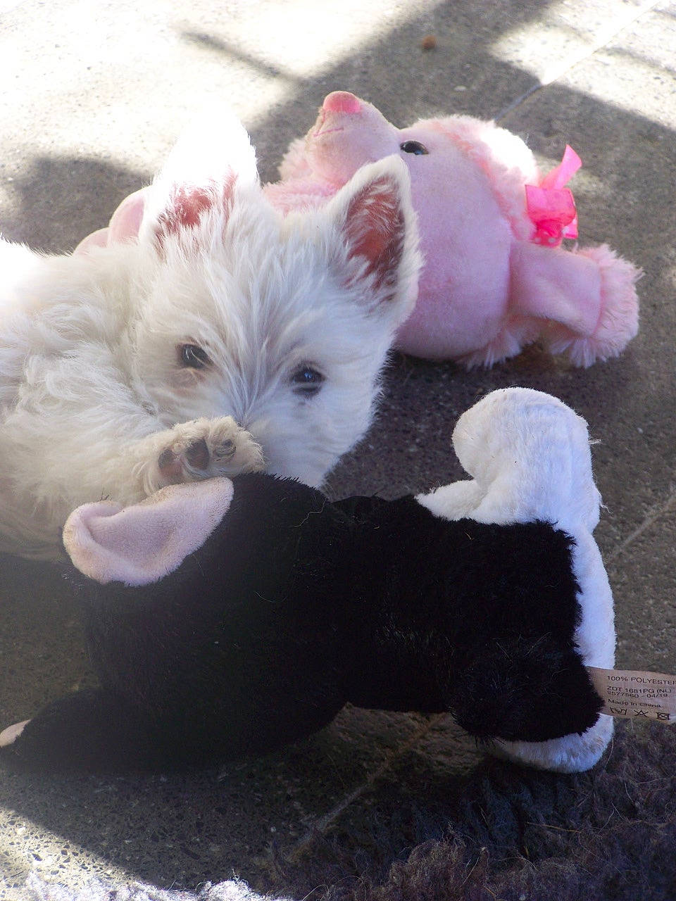 Praline a rejoint le concours — aidez-le/la à gagner de superbes lots ! canidae, carnivore, companion_dog, dog, dog_breed, maltese, mammal, non_sporting_group, puppy, rare_breed_dog, scottish_terrier, small_terrier, sporting_lucas_terrier, terrier, toy_dog, vertebrate, west_highland_white_terrier