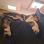 Baby is registered to the contest to win money with this photo: animal, blanket, cat, ceiling, cozy, feline, fur, home, indoor, nap, paw, peaceful, quiet, relaxing, resting, skylight, sleeping, soft_light, tabby, whiskers