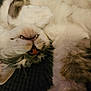 Baby joined the competition — help win amazing prizes! animal, cat, close_up, cozy, cute, domestic_animal, feline, fluffy, fur, indoor, mammal, nose, paw, pet, relaxed, resting, sleeping, soft, teeth, whiskers