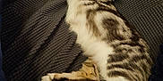 Baby joined the competition — help win amazing prizes! animal, blanket, cat, comfort, cozy, cute, feline, fluffy, fur, home, indoor, mammal, paw, pet, relaxed, resting, sleeping, soft, tabby, whiskers