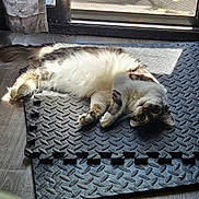 Baby joined the competition — help win amazing prizes! animal, cat, cozy, curious, curtain, domestic, feline, flooring, fluffy, foam_mat, indoor, laying_down, light_and_shadow, pet, playful, relaxing, resting, sunlight, window, wood_floor