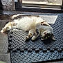 animal, cat, cozy, curious, curtain, domestic, feline, flooring, fluffy, foam_mat, indoor, laying_down, light_and_shadow, pet, playful, relaxing, resting, sunlight, window, wood_floor