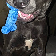 Brynn joined the competition — help win amazing prizes! dog, pet, close_up, toy, blue_toy, chew_toy, canine, nose, eyes, teeth, tongue, sitting, indoor, blanket, bed, front_legs, chest, black_coat, portrait, playful