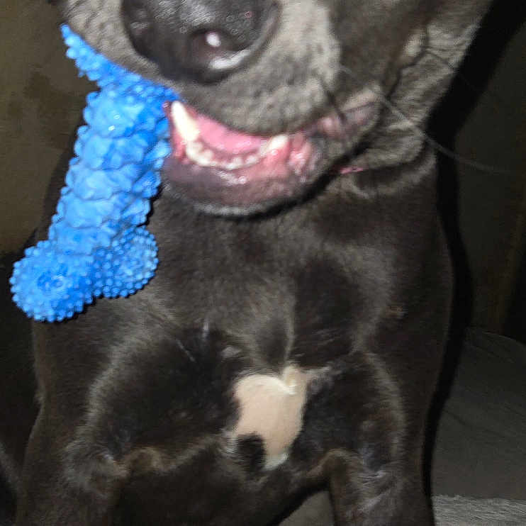 Brynn joined the competition — help win amazing prizes! bed, black_coat, blanket, blue_toy, canine, chest, chew_toy, close_up, dog, eyes, front_legs, indoor, nose, pet, playful, portrait, sitting, teeth, tongue, toy