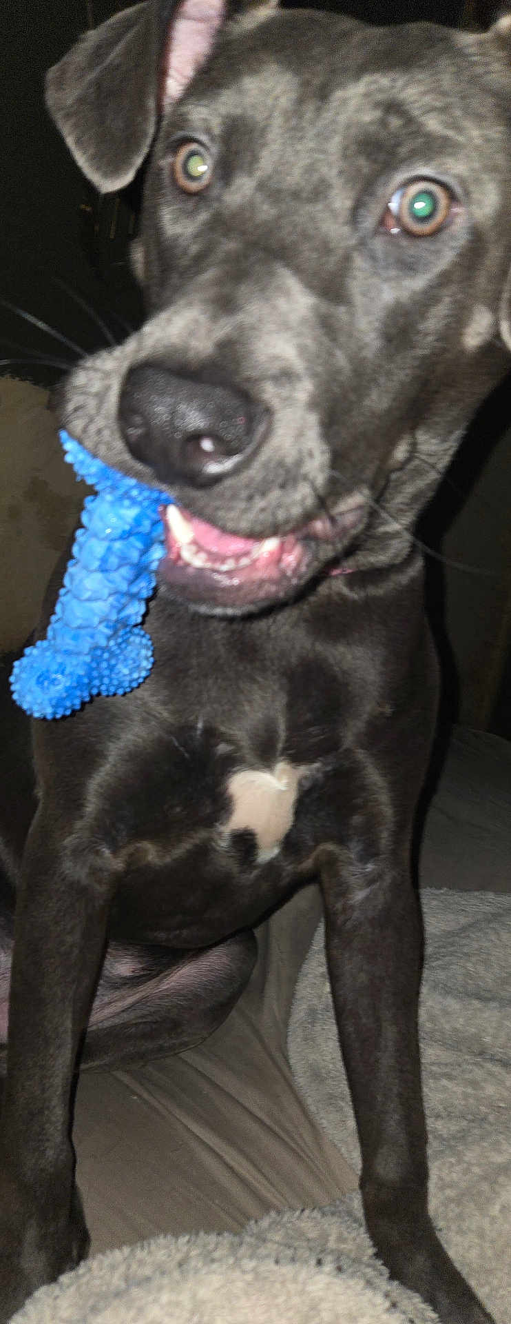 Brynn joined the competition — help win amazing prizes! dog, pet, close_up, toy, blue_toy, chew_toy, canine, nose, eyes, teeth, tongue, sitting, indoor, blanket, bed, front_legs, chest, black_coat, portrait, playful