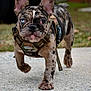 dog, puppy, french_bulldog, brindle, heterochromia, walking, harness, outdoor, concrete, grass, pet, canine, close_up, young_dog, animal, cute, ears, snout, paws, collar