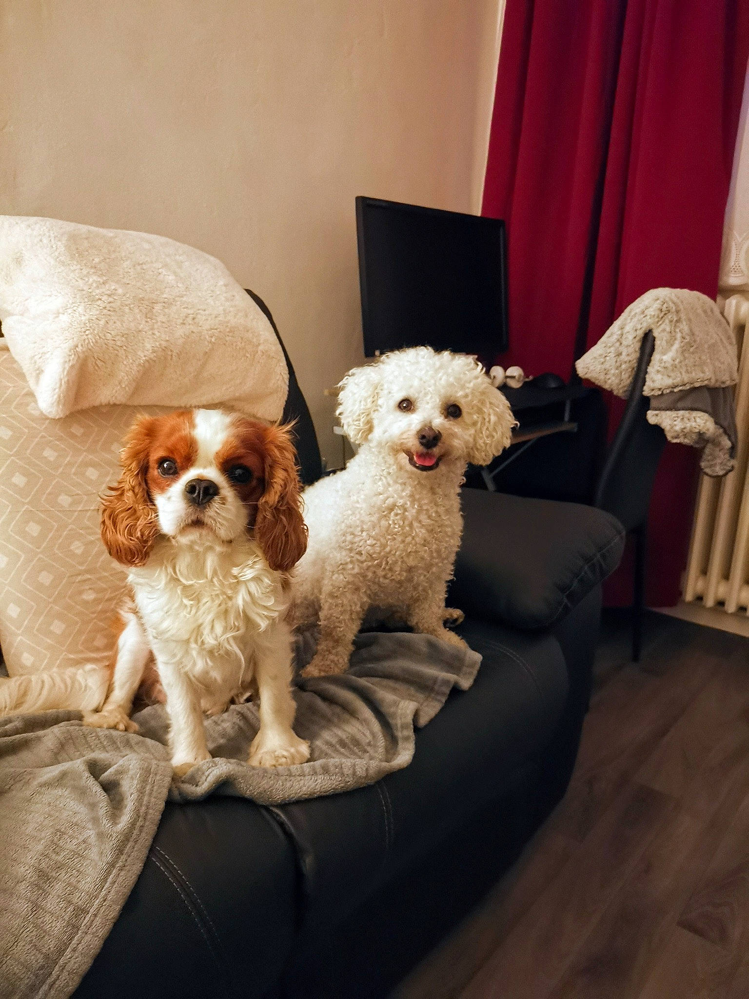 Ruby participe au concours pour gagner de l'argent avec cette photo : canidae, carnivore, chair, classic, comfort, companion_dog, couch, curtain, dog, dog_breed, dog_supply, fawn, flooring, furniture, interior_design, liver, living_room, toy_dog, wood, working_animal