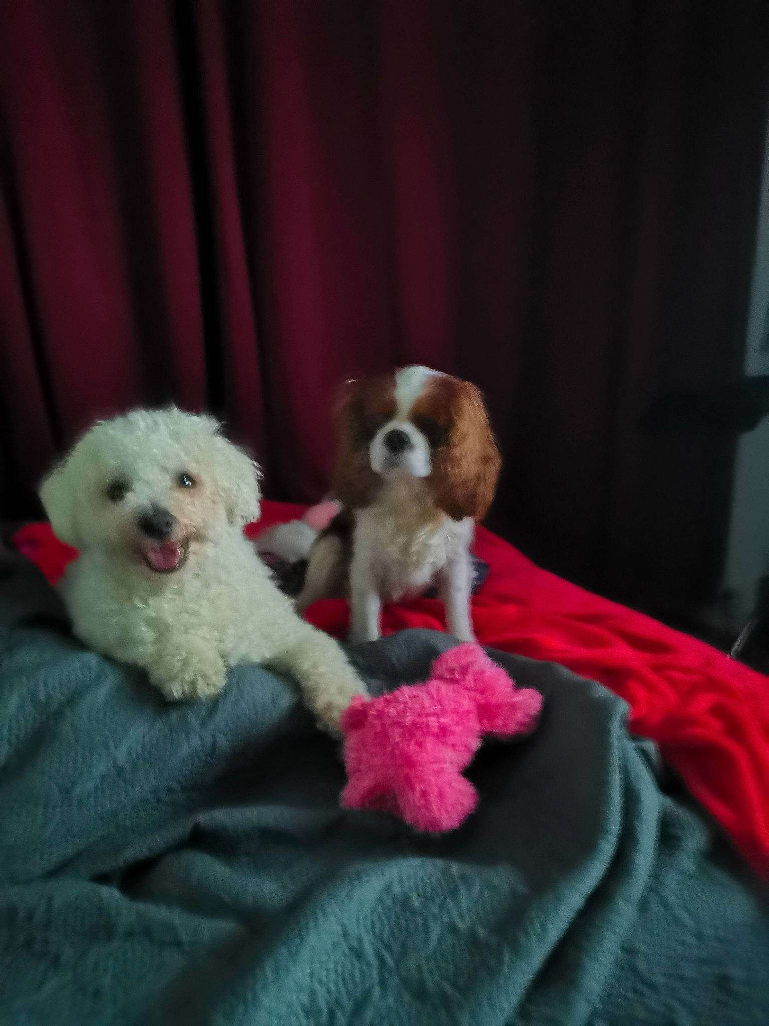 Ruby a rejoint le concours — aidez-le/la à gagner de superbes lots ! canidae, carnivore, chair, comfort, companion_dog, couch, curtain, dog, dog_breed, dog_supply, fawn, fur, linens, poodle, puppy_love, sporting_group, stuffed_toy, terrier, toy, toy_dog