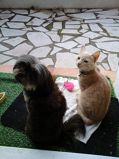 Paillette participe au concours pour gagner de l'argent avec cette photo : canidae, carnivore, cat, fawn, felidae, kitten, mammal, small_to_medium_sized_cats, whiskers