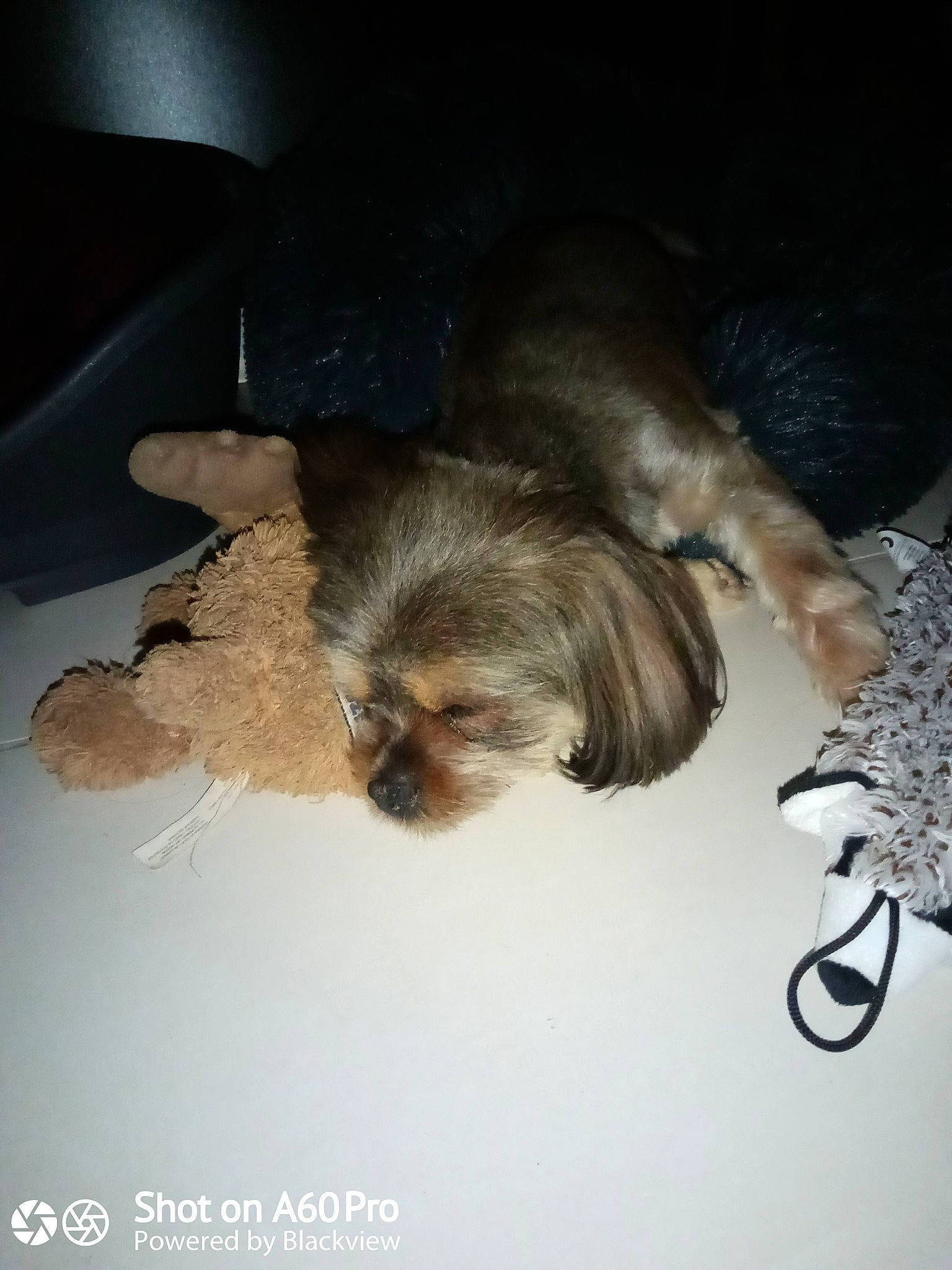 Paillette a rejoint le concours — aidez-le/la à gagner de superbes lots ! canidae, carnivore, companion_dog, dog, dog_breed, ear, fur, lhasa_apso, liver, morkie, non_sporting_group, puppy, puppy_love, shih_tzu, small_terrier, terrier, toy_dog, yorkshire_terrier