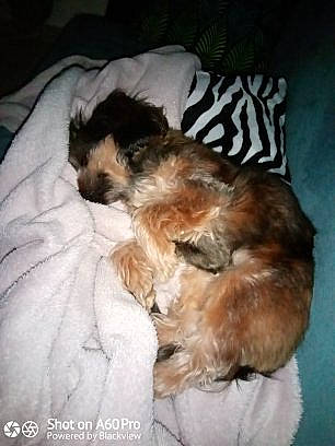 Paillette participe au concours pour gagner de l'argent avec cette photo : bolonka, border_terrier, canidae, carnivore, chinese_imperial_dog, companion_dog, dog, dog_breed, lhasa_apso, mammal, morkie, non_sporting_group, puppy, shih_tzu, toy_dog, vertebrate, yorkshire_terrier