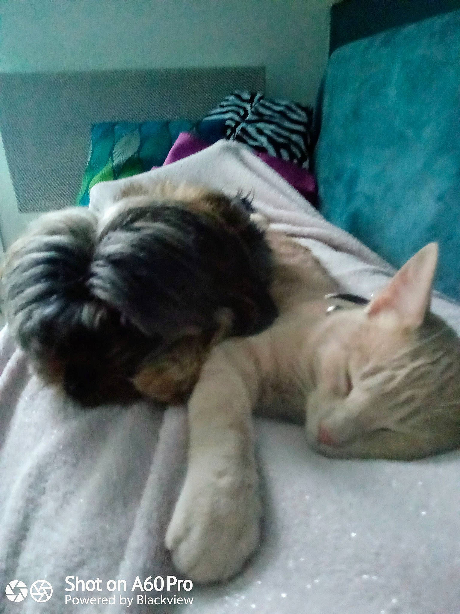 Mina participe au concours pour gagner de l'argent avec cette photo : canidae, carnivore, cat, comfort, companion_dog, ear, fawn, felidae, hug, interaction, kitten, nap, nose, sleep, small_to_medium_sized_cats, tail, whiskers