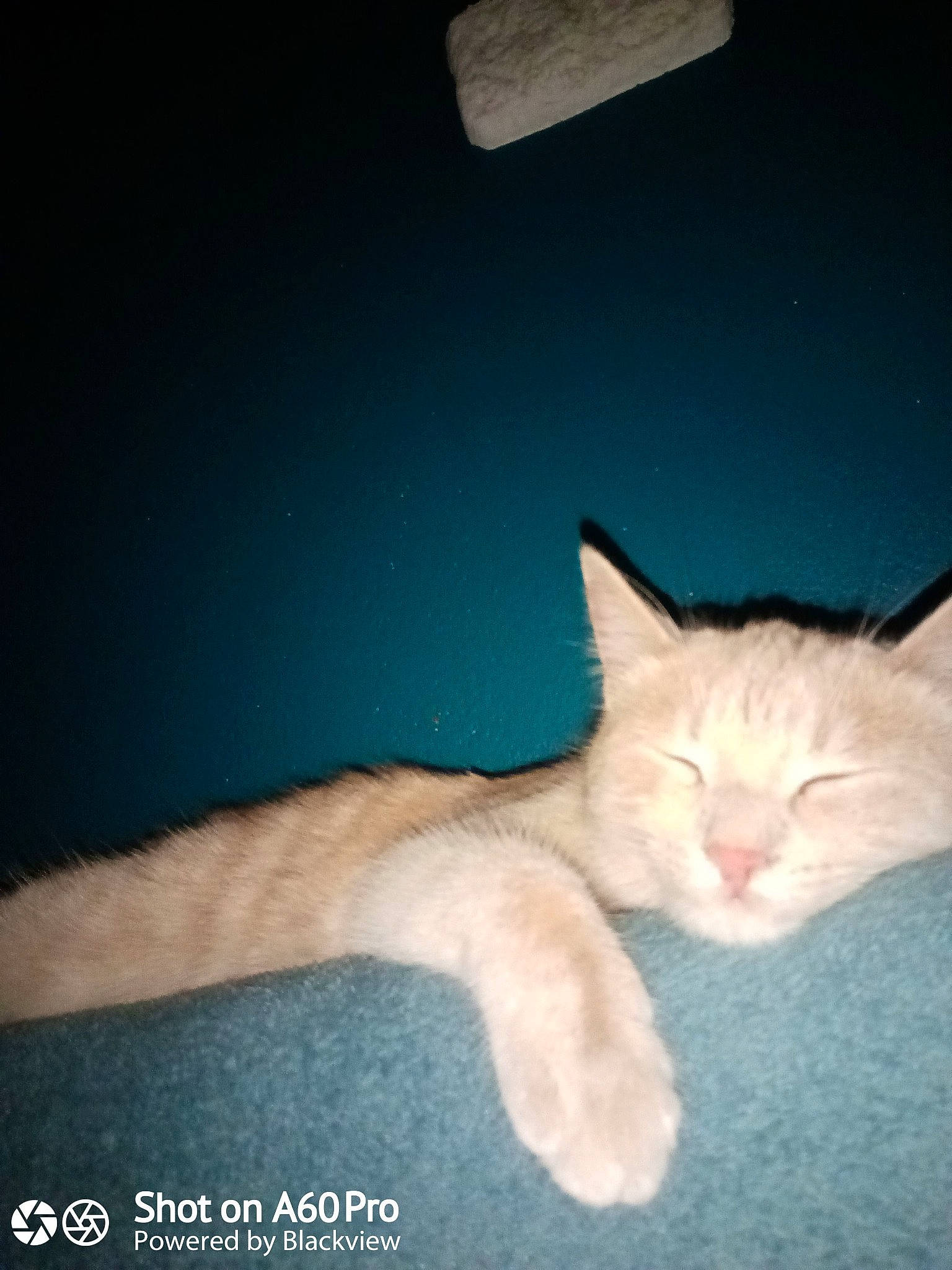 Mina participe au concours pour gagner de l'argent avec cette photo : aegean_cat, carnivore, cat, felidae, kitten, ojos_azules, photo_caption, polydactyl_cat, sky, small_to_medium_sized_cats, tail, turkish_angora, turkish_van, whiskers