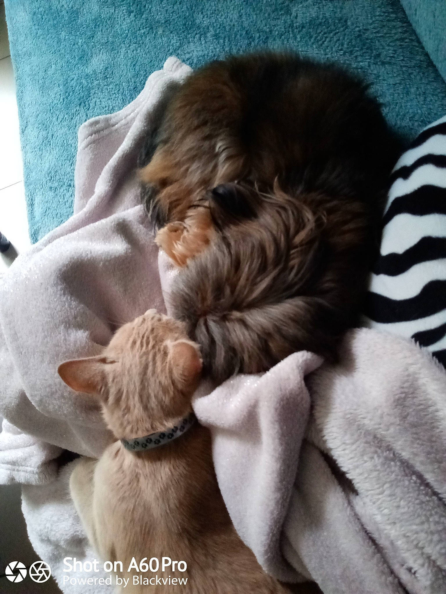 Mina a rejoint le concours — aidez-le/la à gagner de superbes lots ! canidae, carnivore, cat, cavapoo, cockapoo, comfort, companion_dog, dog, fur, liver, nap, non_sporting_group, puppy, shih_tzu, skin