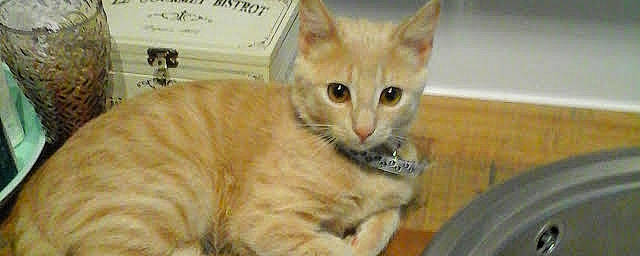 Mina a rejoint le concours — aidez-le/la à gagner de superbes lots ! aegean_cat, arabian_mau, asian, australian_mist, carnivore, cat, domestic_short_haired_cat, european_shorthair, fawn, felidae, german_rex, kitten, mammal, polydactyl_cat, singapura, small_to_medium_sized_cats, snout, tabby_cat, vertebrate, whiskers