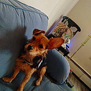 Lucy joined the competition — help win amazing prizes! black, brown, chair, couch, curious, decor, dog, ear, fur, furniture, home, indoor, living_room, looking, pet, pillow, puppy, relaxed, small_dog, wood_floor