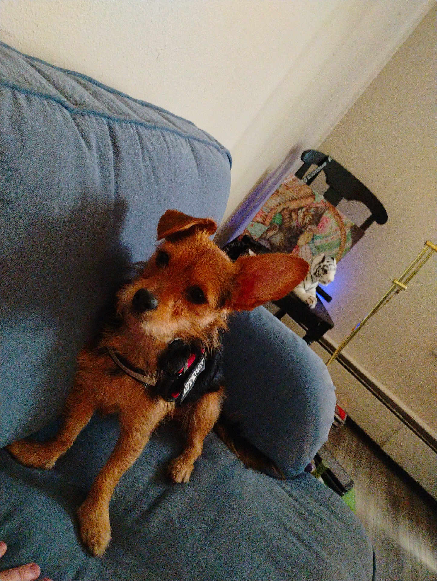 Lucy