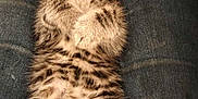 Tiramisu a rejoint le concours — aidez-le/la à gagner de superbes lots ! kitten, tabby, sleeping, cat, fur, pet, animal, cute, lap, resting, adorable, whiskers, claws, feline, cozy, domestic, young, mammal, indoor, relaxed