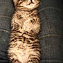 kitten, tabby, sleeping, cat, fur, pet, animal, cute, lap, resting, adorable, whiskers, claws, feline, cozy, domestic, young, mammal, indoor, relaxed