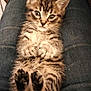 kitten, cat, tabby, pet, animal, cute, lap, paws, fur, whiskers, indoor, looking_at_camera, domestic_animal, young, small, relaxed, person, jeans, floor, wood