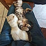 kitten, cat, sleeping, lap, cuddle, pet, animal, feline, tabby, fur, resting, cute, indoor, wooden_chair, tile_floor, relaxation, cozy, companion, domestic, young