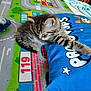 Tiramisu participe au concours pour gagner de l'argent avec cette photo : kitten, cat, paw, blue_pillow, cartoon_characters, colorful, kids_carpet, road_pattern, stretching, tabby, indoor, resting, cute, feline, playful, soft_toy, fabric, animal, pet, young