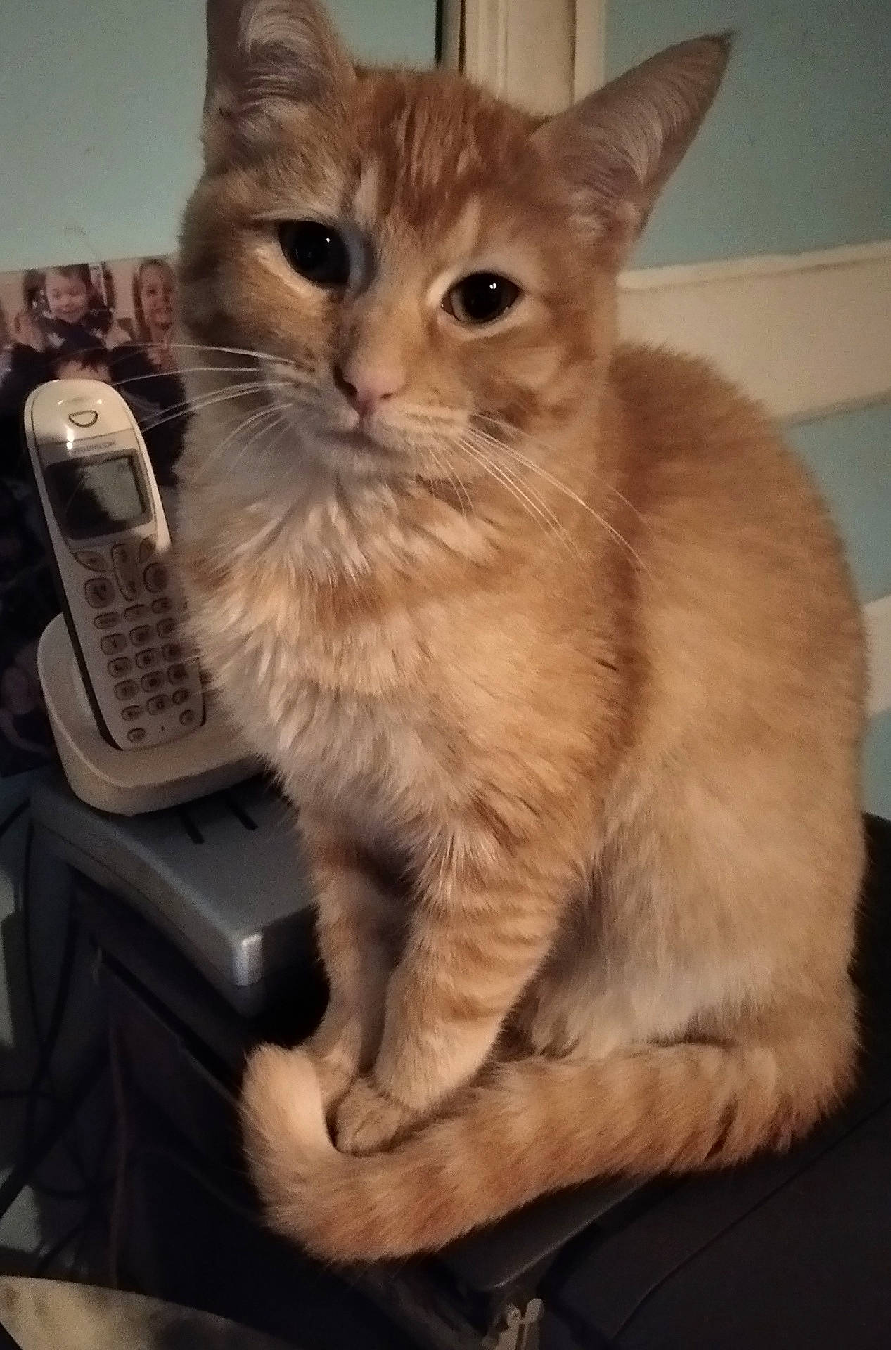 Maya a rejoint le concours — aidez-le/la à gagner de superbes lots ! abyssinian, animal, cat, computer, computerhardware, couch, electronics, face, furniture, hardware, head, laptop, mobilephone, pc, person, pet, phone, plywood, screen, wood