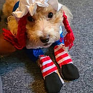 Liberty Bell is registered to the contest to win money with this photo: dog, costume, bonnet, red_braids, striped_socks, carpet, pet, cute, animal, indoor, portrait, looking_up, funny, clothing, footwear, small_dog, fur, toy, domestic_animal, wearing