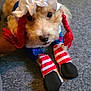 dog, costume, bonnet, red_braids, striped_socks, carpet, pet, cute, animal, indoor, portrait, looking_up, funny, clothing, footwear, small_dog, fur, toy, domestic_animal, wearing