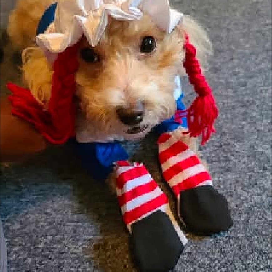 Liberty Bell is registered to the contest to win money with this photo: animal, bonnet, carpet, clothing, costume, cute, dog, domestic_animal, footwear, funny, fur, indoor, looking_up, pet, portrait, red_braids, small_dog, striped_socks, toy, wearing