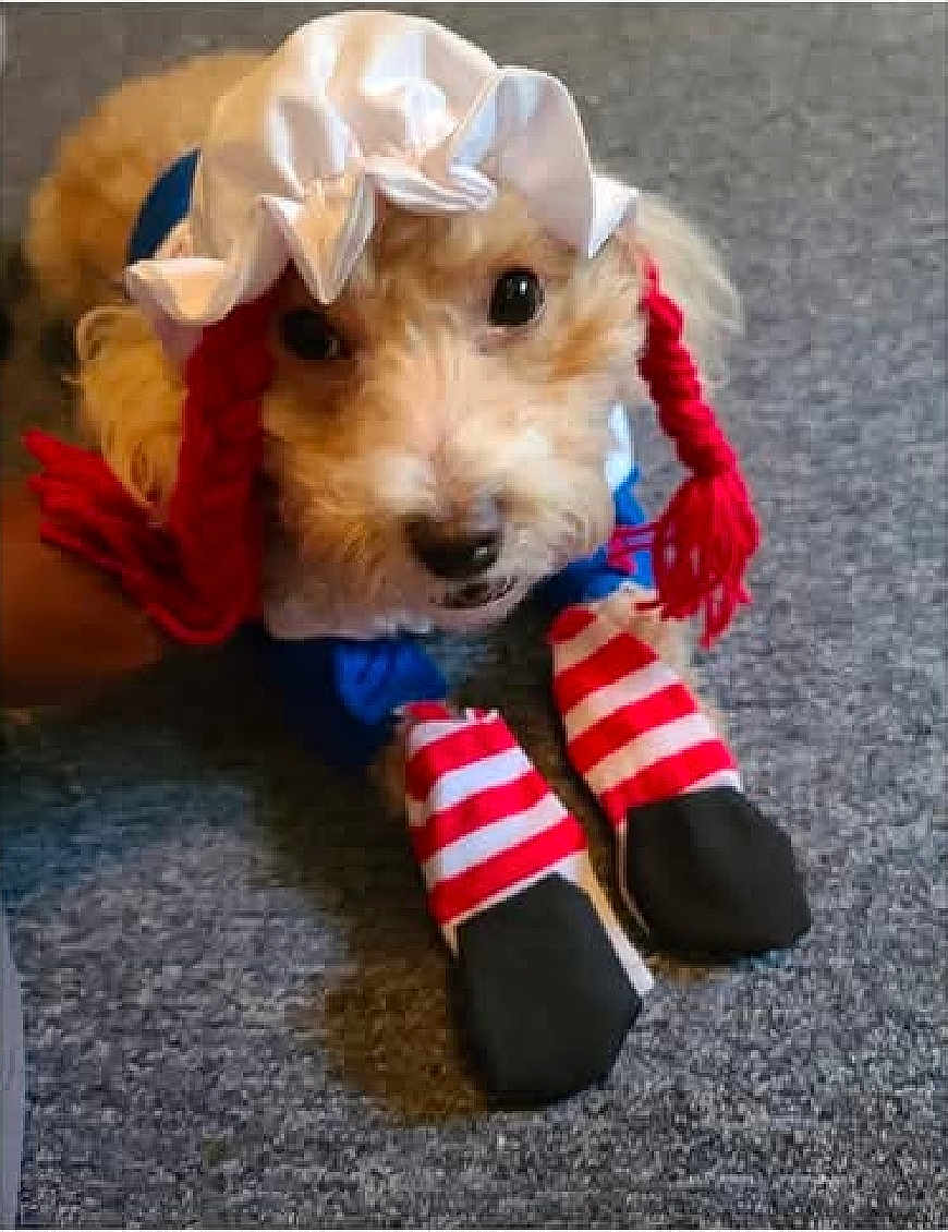 Liberty Bell is registered to the contest to win money with this photo: dog, costume, bonnet, red_braids, striped_socks, carpet, pet, cute, animal, indoor, portrait, looking_up, funny, clothing, footwear, small_dog, fur, toy, domestic_animal, wearing