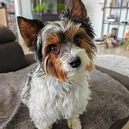 Perline a rejoint le concours — aidez-le/la à gagner de superbes lots ! dog, pet, cute, fluffy, indoor, blanket, ears, brown_eyes, furry, small_dog, curious, living_room, cozy, fur, animal, companion, domestic, portrait, canine, sitting