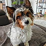 dog, pet, cute, fluffy, indoor, blanket, ears, brown_eyes, furry, small_dog, curious, living_room, cozy, fur, animal, companion, domestic, portrait, canine, sitting