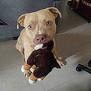 Rosko a rejoint le concours — aidez-le/la à gagner de superbes lots ! animal, couch, dog, floppy_ears, funny, holding_toy, home, indoors, living_room, pet, pink_nose, plush_toy, portrait, puppy, short_hair, sitting, stuffed_animal, tan_fur, tile_floor, wide_eyes