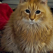 Firecracker is registered to the contest to win money with this photo: cat, ginger_cat, fluffy_fur, indoor, pet, animal, closeup, feline, cute, whiskers, ears, eyes, muzzle, patterned_surface, relaxed, domestic, portrait, soft_fur, calm, sitting