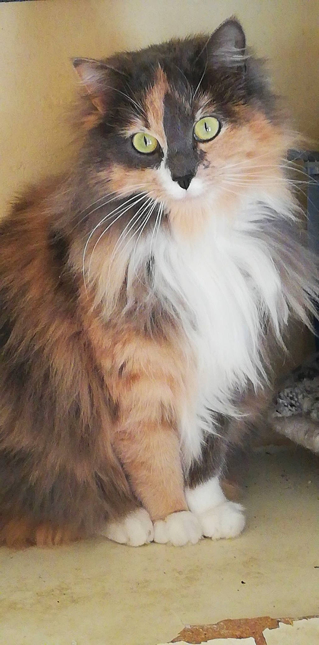 Nala a rejoint le concours — aidez-le/la à gagner de superbes lots ! aegean_cat, american_curl, asian_semi_longhair, british_longhair, british_semi_longhair, carnivore, cat, cymric, domestic_long_haired_cat, felidae, kitten, maine_coon, mammal, norwegian_forest_cat, ragamuffin, siberian, small_to_medium_sized_cats, snout, vertebrate, whiskers