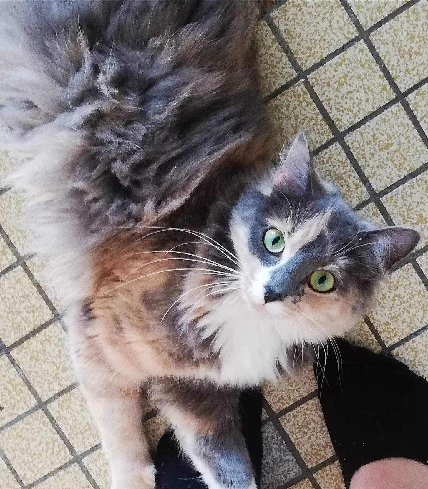 Nala a rejoint le concours — aidez-le/la à gagner de superbes lots ! carnivore, cat, claw, domestic_short_haired_cat, felidae, flooring, foot, fur, grey, paw, road_surface, sitting, small_to_medium_sized_cats, snout, tail, whiskers, window