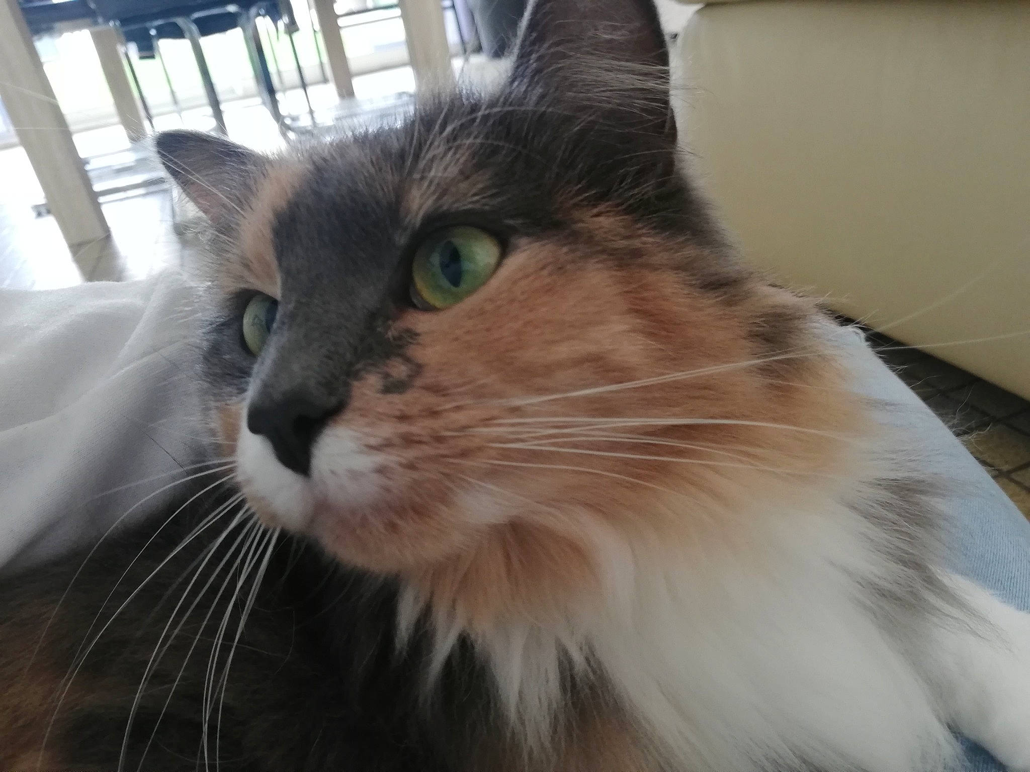 Nala participe au concours pour gagner de l'argent avec cette photo : carnivore, cat, domestic_short_haired_cat, fawn, felidae, fur, maine_coon, plant, small_to_medium_sized_cats, snout, terrestrial_animal, whiskers, window