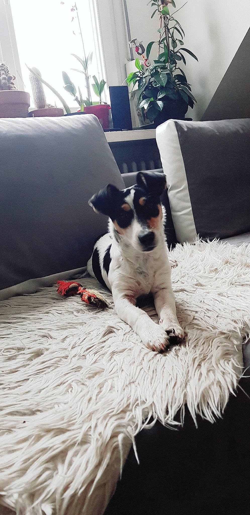 Capsule participe au concours pour gagner de l'argent avec cette photo : canidae, carnivore, chair, comfort, companion_dog, couch, dog, dog_breed, dog_supply, grey, houseplant, linens, living_room, pillow, small_terrier, sporting_group, terrier, toy_dog, white, working_animal