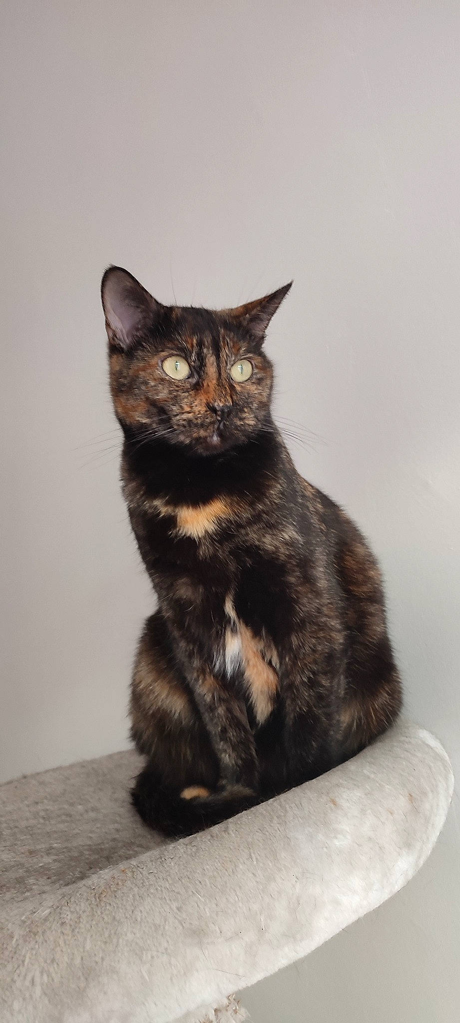 Chat a rejoint le concours — aidez-le/la à gagner de superbes lots ! black_cat, carnivore, cat, claw, domestic_short_haired_cat, felidae, fur, paw, small_to_medium_sized_cats, snout, tail, terrestrial_animal, whiskers, window