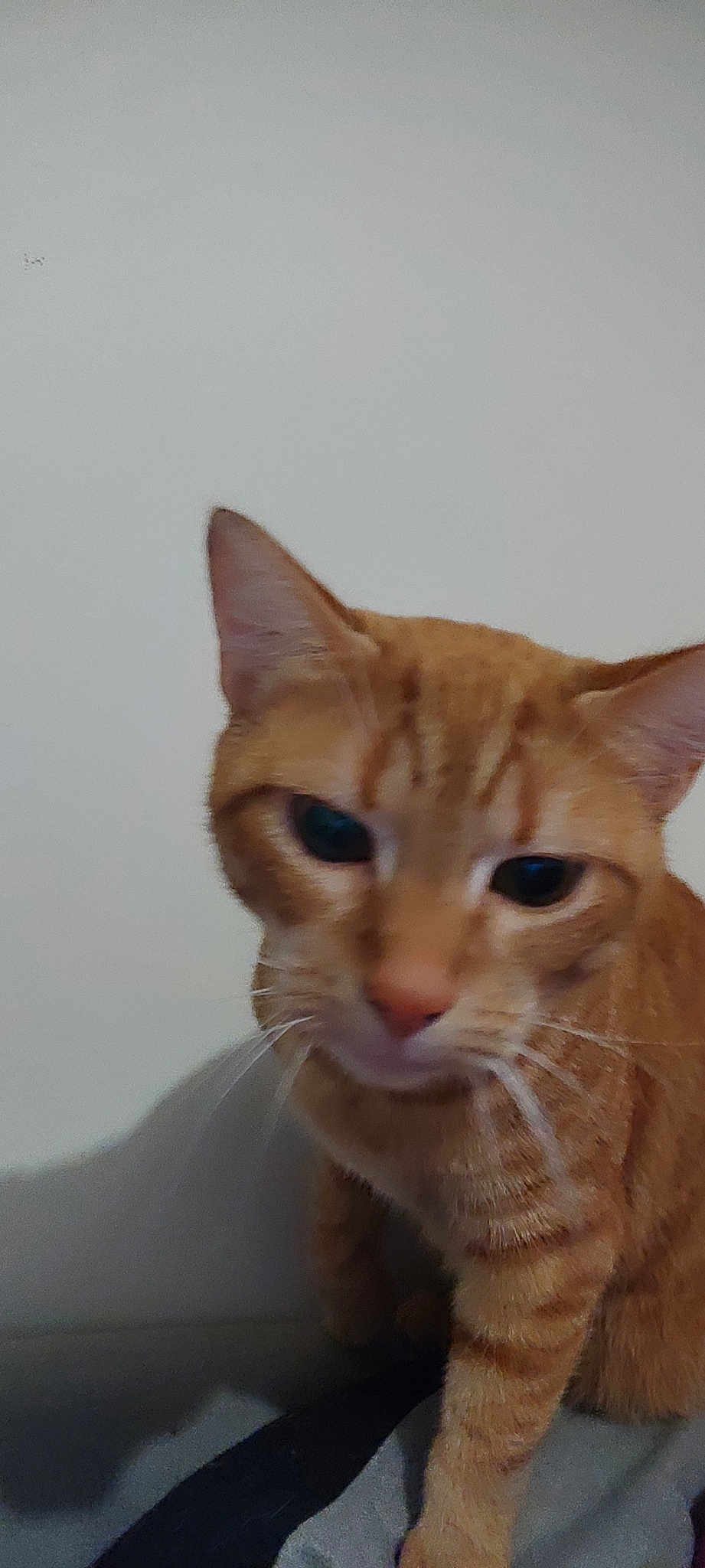 Chat