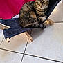 Chat a rejoint le concours — aidez-le/la à gagner de superbes lots ! animal, cat, ears, fabric, feline, floor, fur, hammock_bed, household, indoor, paw, pet, pink_blanket, relaxed, resting, tabby_cat, tail, tile_floor, whiskers, wooden_frame