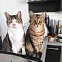 Chat a rejoint le concours — aidez-le/la à gagner de superbes lots ! animal, appliance, cat, counter, curious, domestic_cat, ears, eyes, feline, food_package, fur, household, indoor, kitchen, pet, sitting, striped, tabby_cat, two_cats, whiskers